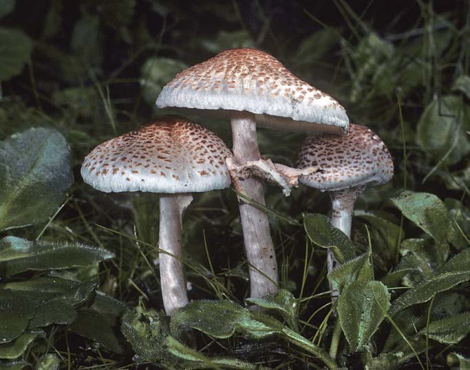 Lepiota cristata